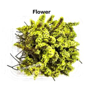 dry flower box 04 (green)