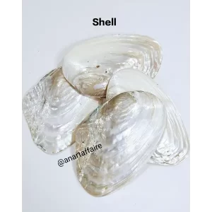 Shells 009