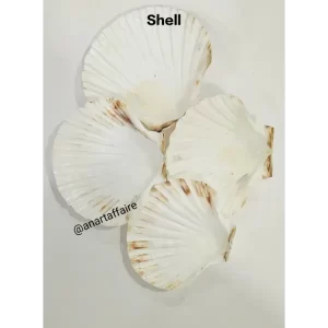 white shell big