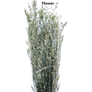 Flowers FLO-10 (GREEN)