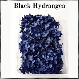 HYDRANGEA