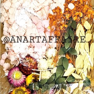 DRY FLOWER 019