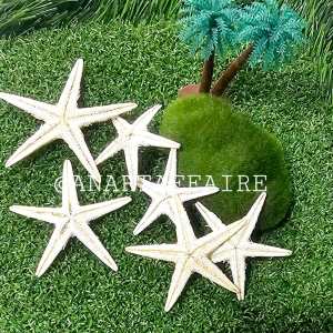 NATURAL STAR FISH