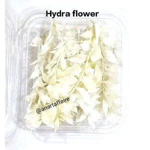 Hydra flower cream white